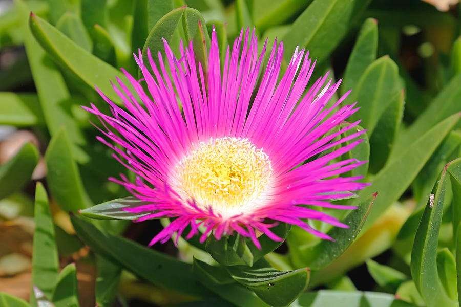 Ice Plant